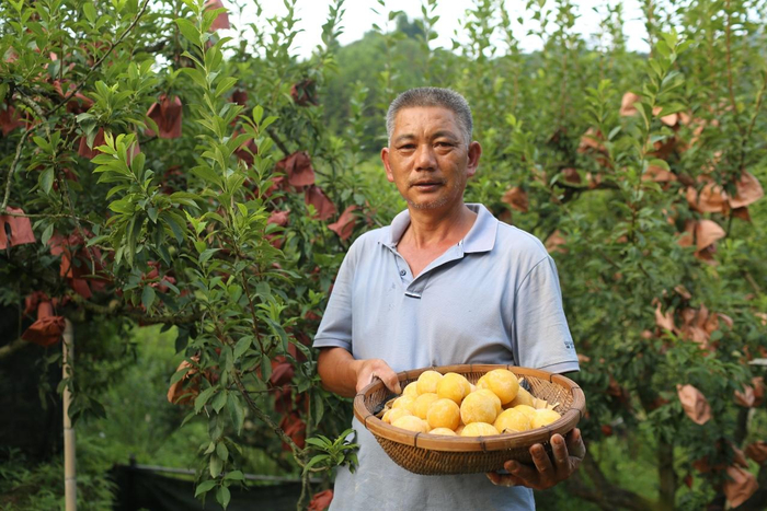 夏日迎好"李",韶关乐昌两江镇万亩黄金柰李即将成熟上市