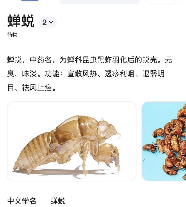 酥香味美?知了猴能不能大量食用?