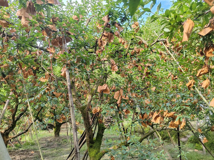 夏日迎好"李",韶关乐昌两江镇万亩黄金柰李即将成熟上市