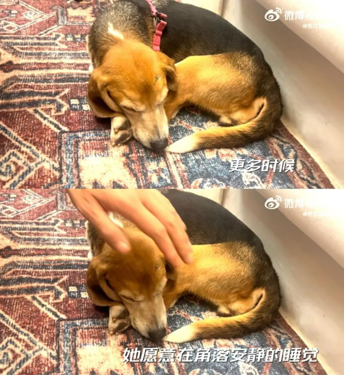 霍思燕一个举动上热搜,原来「被爱真的会长出血肉」