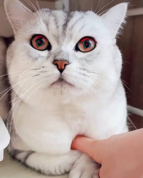 给猫咪用上写轮眼特效好帅