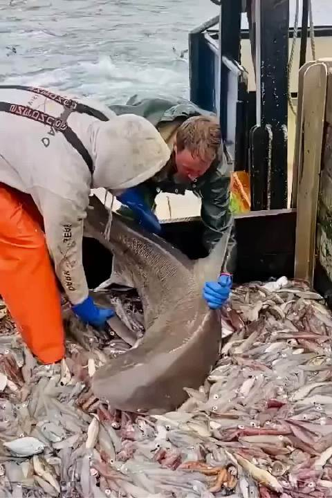 鲨鱼:让我在吃一口,就一口