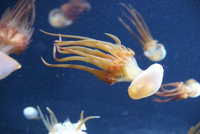 海蜇