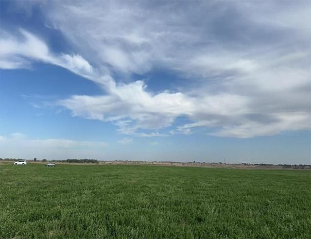 准格尔旗:加强优质牧草基地建设促进畜牧业高质量发展