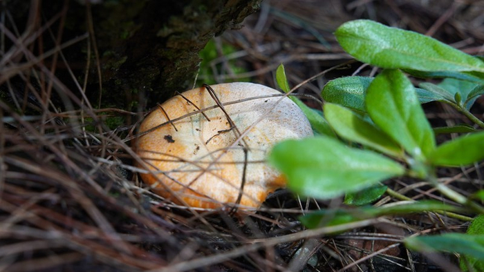 观音村的村民大多都是资深的"识菌达人",浓密的松针铺满了整个山头