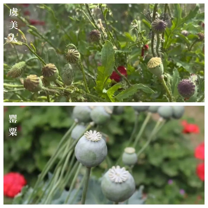 这种植物很危险!发现要立即举报!