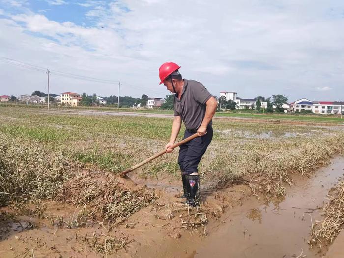 7月3日中午，平江安定镇大桥村村民在水淹的一季稻田埂。