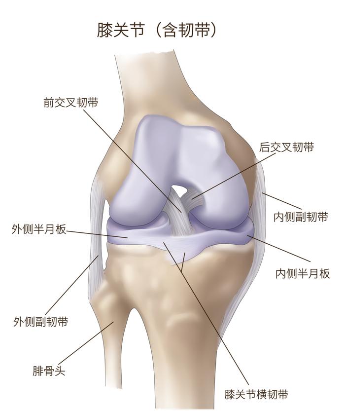 多长胖1斤