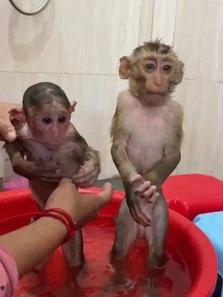 为两只猴子安排一场清爽沐浴时光 上的奇妙生物 大自然的幽默萌宠
