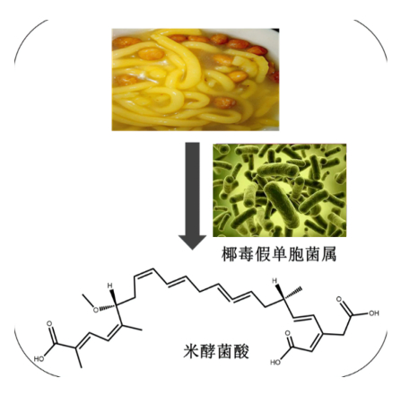 是一种剧毒物质一种可以引起中毒的毒素(椰毒假单胞菌酵米面亚种)产生