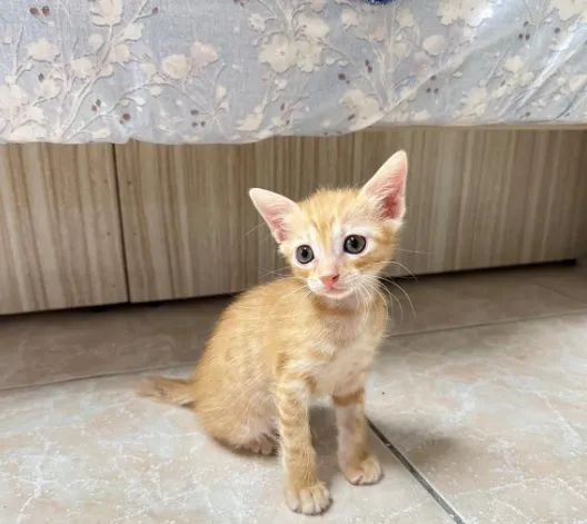 捡了只小橘猫,养了不到10个月,就已经这么大只了!__财经头条