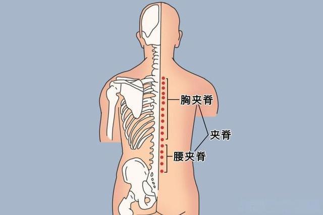 腋下大筋位置图图片