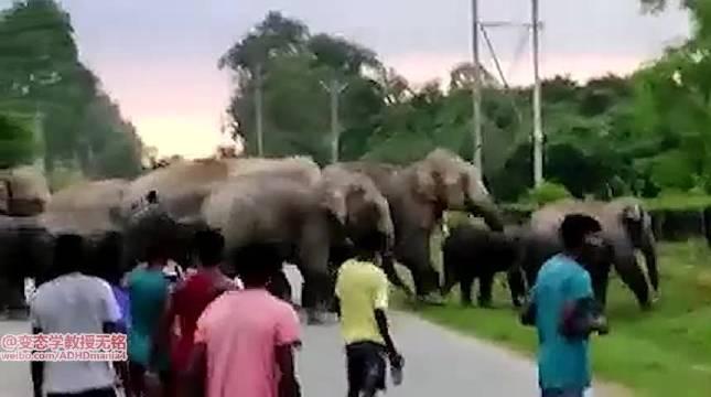 一群大象过马路,被手贱的人扔石头,被激怒的大象随后反击