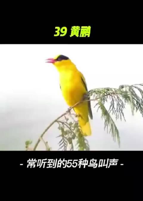 常听到的55种鸟叫声,大部分人都叫不出来名字的鸟 收了