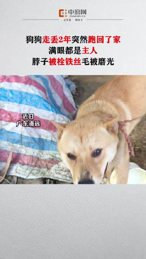 走丢2年的狗自己跑回了家:满眼都是主人,脖子被栓铁丝毛被磨光
