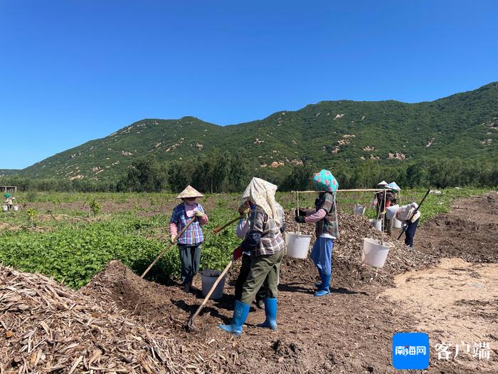 借“荔”扬帆起航！昌江推进荔枝标准化种植基地建设