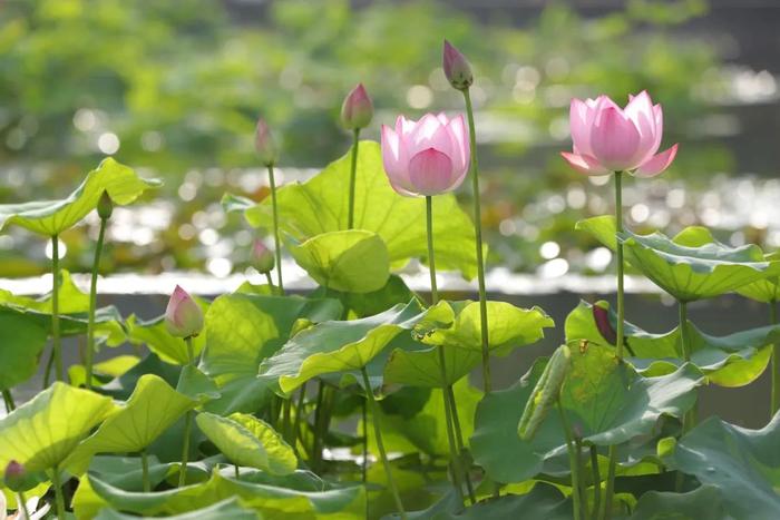 荷花池内有木栈道