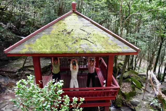 2022年7月16日，几名女士在福建省泉州市德化县九仙山森林康养基地做养生操。姜克红 摄