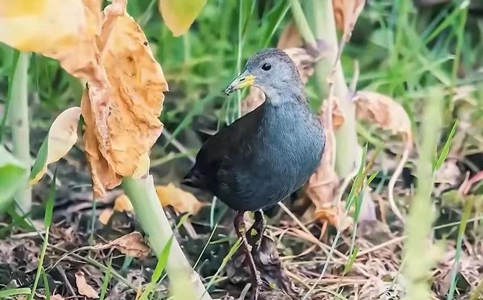 红脚田鸡图片