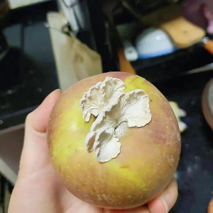 长有蘑菇的苹果。图源：当事人社交账号