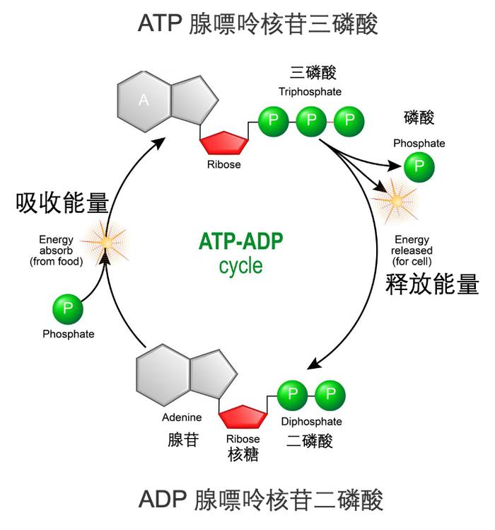 琥珀酸代谢图片