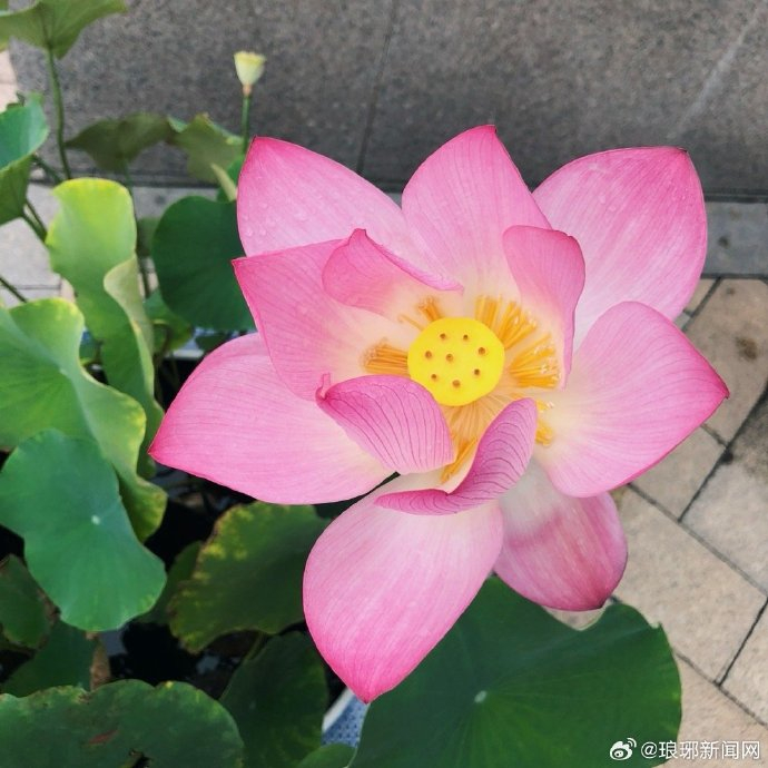 妈妈喜欢的荷花头像上新了 |荷花不知道 自己便是夏天