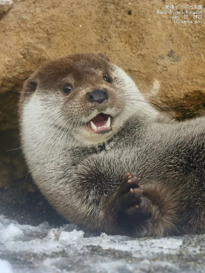 憨憨水獭团子脸!胖胖獭!