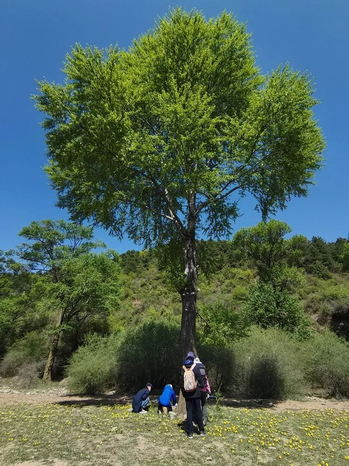 豹乡田的早晨,我看到山麻雀和灰椋鸟争住房|杨树_新浪新闻