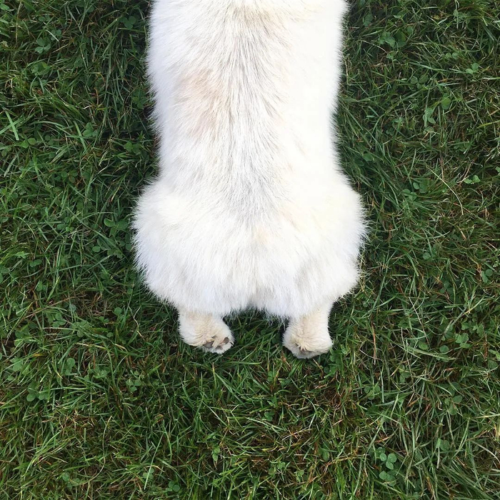 外网一只纯白色的小柯基火了,网友爱惨:它一定是奶油味的!