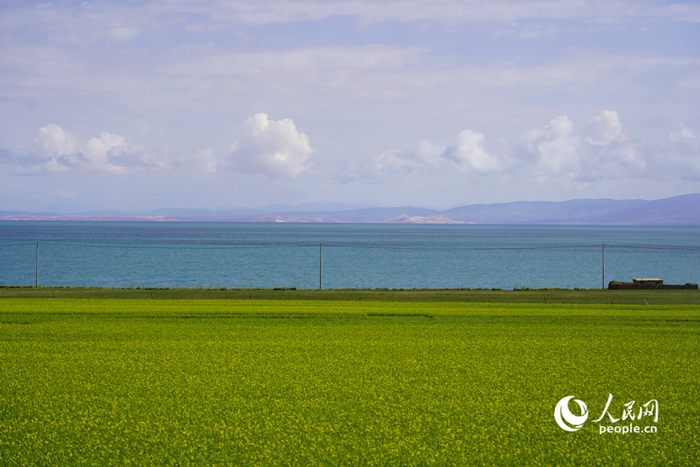 "六月的最后一个周末,西宁市民马翔选择去青海湖吹吹风,看看景.