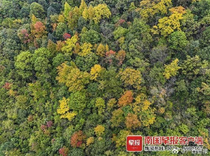 据广西植物研究所研究员向悟生介绍,茂兰—木论片区主要植被群系有