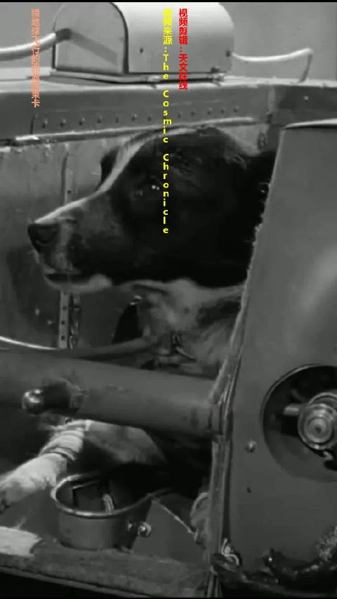 绕地球飞行的流浪狗莱卡