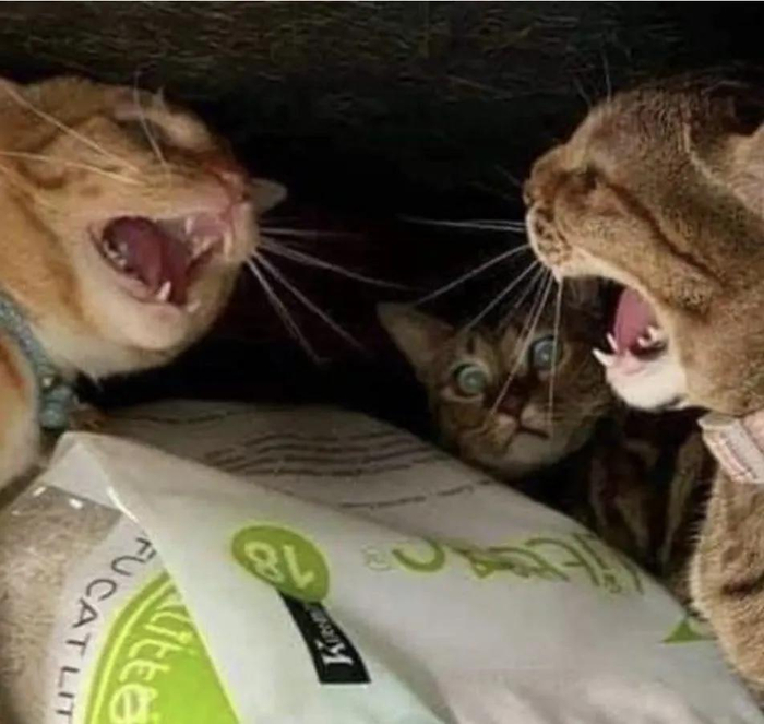 橘猫与其他猫吵架,吃瓜猫边看边惊恐,比吵架的更紧张!