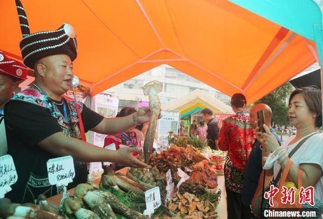 图为民众拍摄近一公斤重的大鸡枞。黄兴鸿 摄