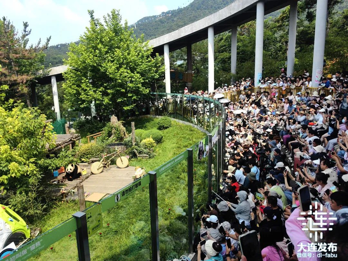 7月30日和8月9日,动物园将为飞云和妙音分别举办生日会,邀请喜爱熊猫