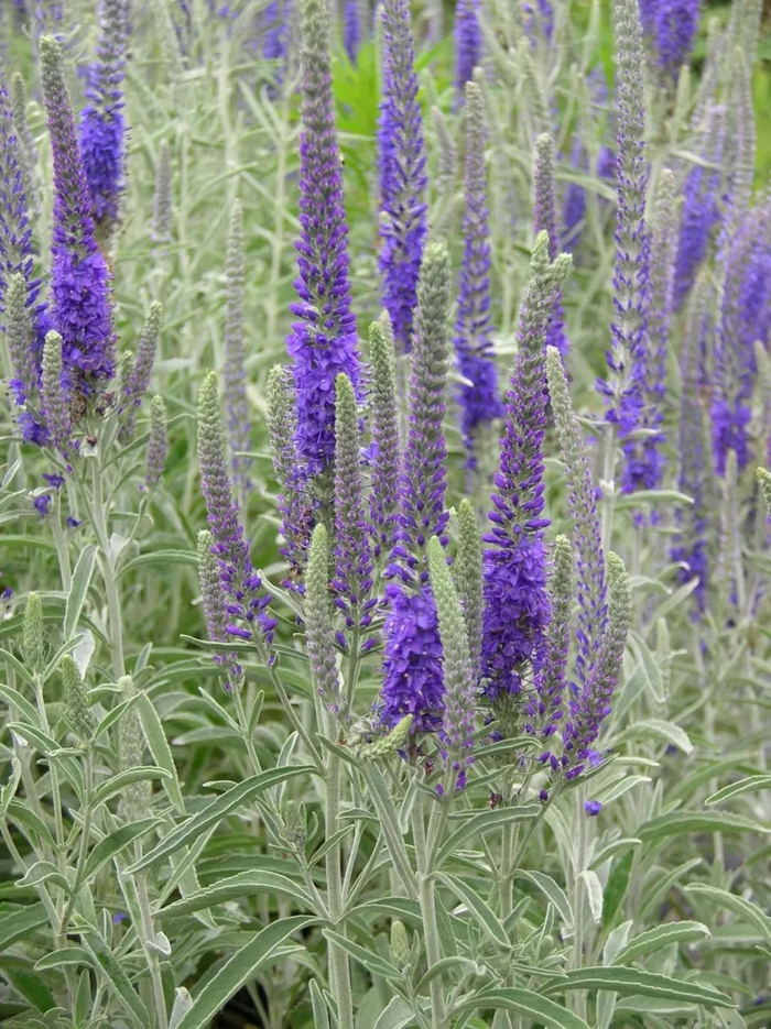 夏秋开花不停的穗花婆婆纳,怕水多,适合粗养