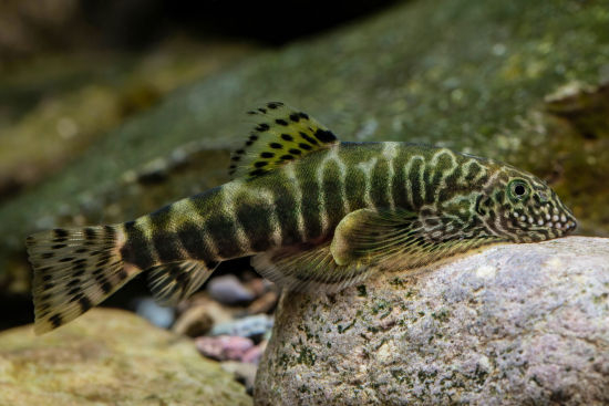 中国研究团队发现两稀有鱼类新物种:珠鳍爬岩鳅和绿斑爬岩鳅