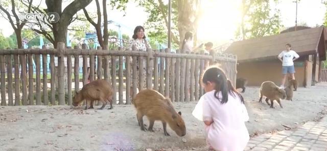 上海野生动物园里住着像火烈鸟,金丝猴,猎豹等200余种野生动物,数量