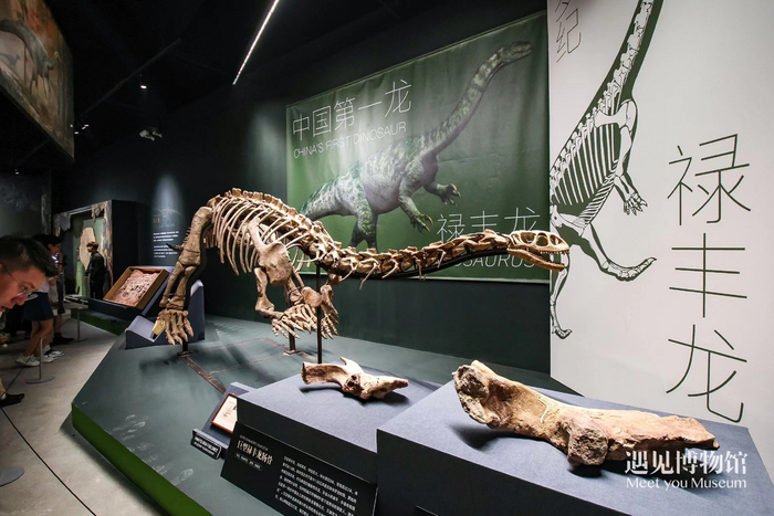 遇见博物馆·北京798馆供图本次展览由来自中国科学院古脊椎动物与古