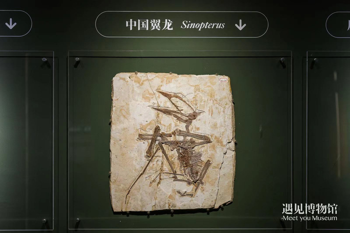 宛如走进"侏罗纪公园"! 超500件珍贵古生物化石在北京展出
