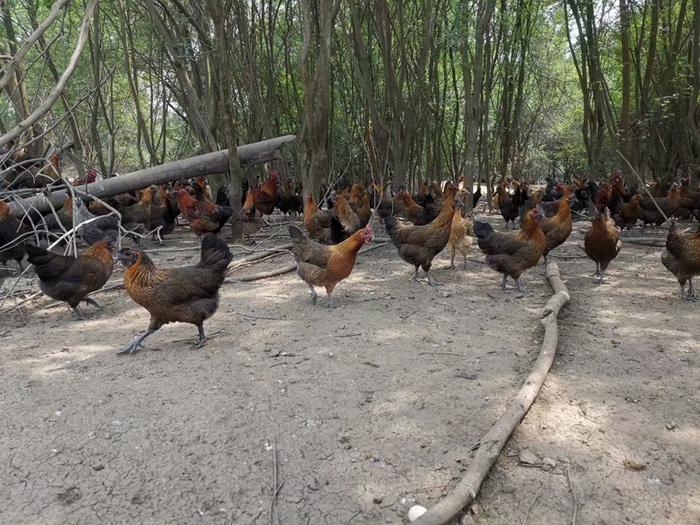 江山乌骨鸡养殖基地图片