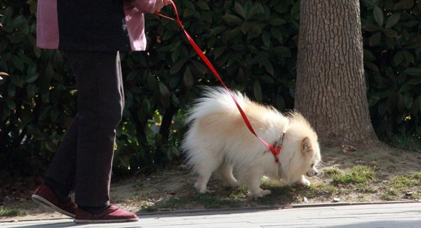 遛狗必拴绳,不拴不遛狗,应该和"喝酒不开