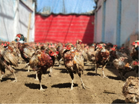 山鸡出栏变"凤凰" 致富之路宽又畅