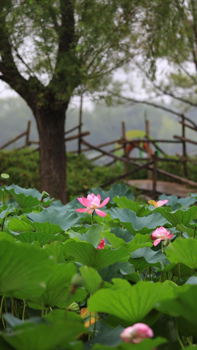 郑州蝶湖公园:雨中荷花别样美