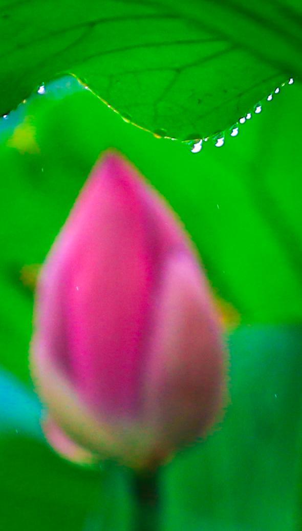 郑州蝶湖公园 雨中荷花别样美