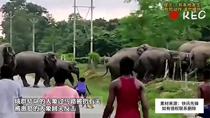 一群大象过马路被扔石头 被激怒后回头反击:我一出手你们都得死