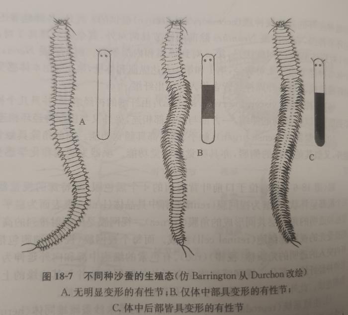 沙蚕的简笔画图片