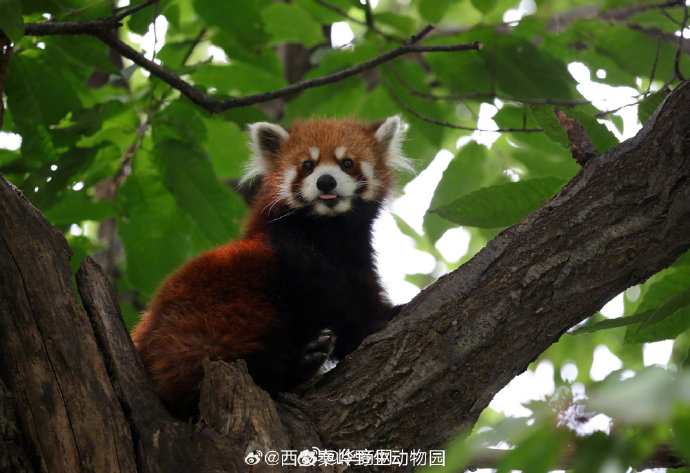 太可爱犯规!秦岭小熊猫爬树吐舌头超萌