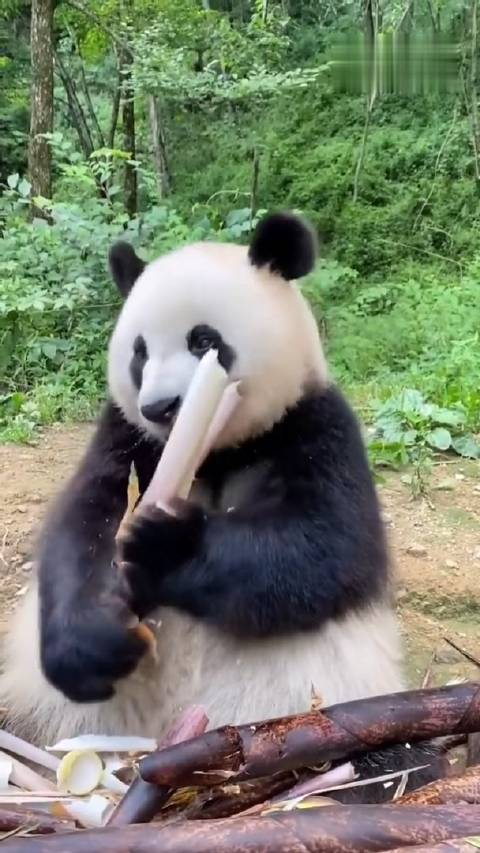 大熊猫吃竹子可过瘾呢,感觉自己萌萌哒!