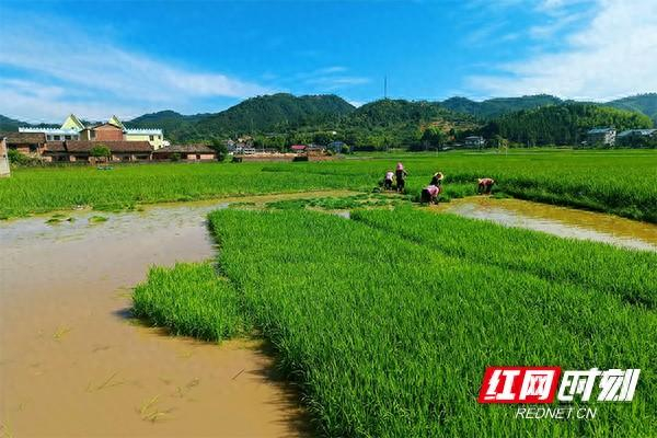 炎陵县十都镇:晚稻季奏响绿意盎然的丰收"序曲"